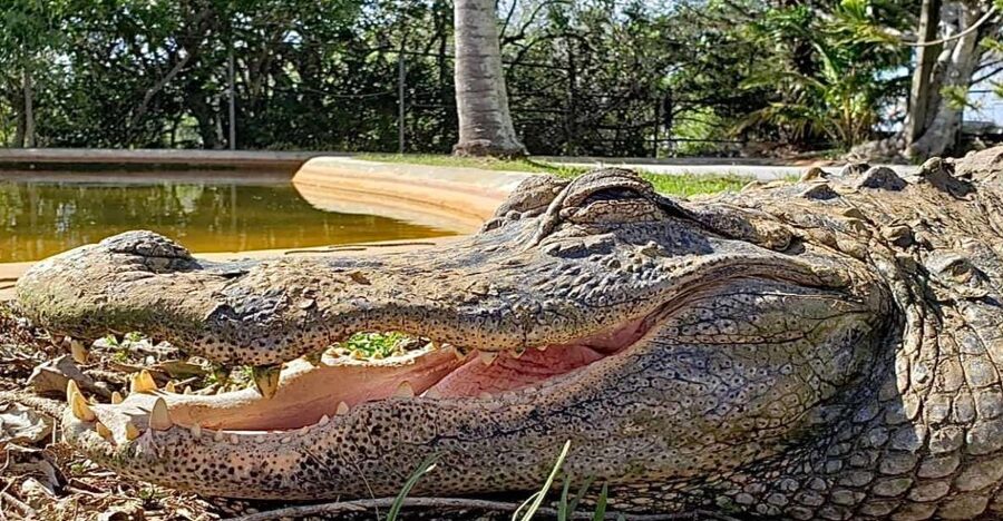 Miami: Original Everglades Airboat Tour & Interpretive area - Guides, interpretive style, and why the talk is part of the product