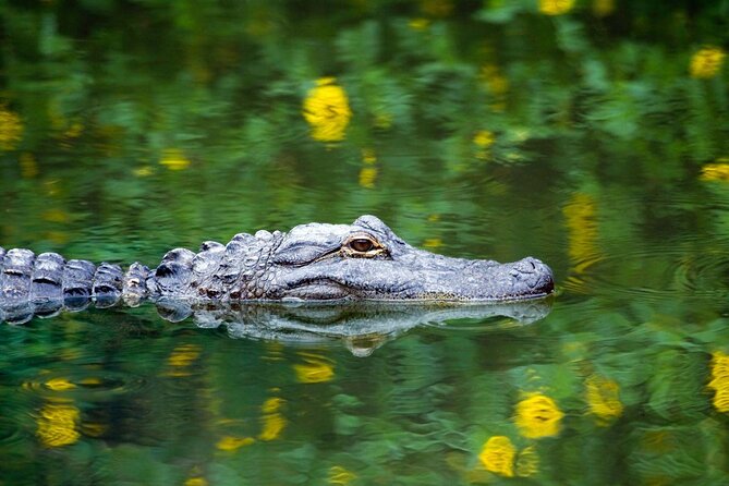 Miami / Port: Everglades Airboat Wildlife Experience - Key Highlights to Know Before You Go