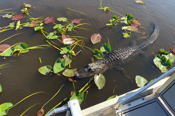Miami / Port: Everglades Airboat Wildlife Experience - The Wildlife Presentation: More Than Just a Talking Point