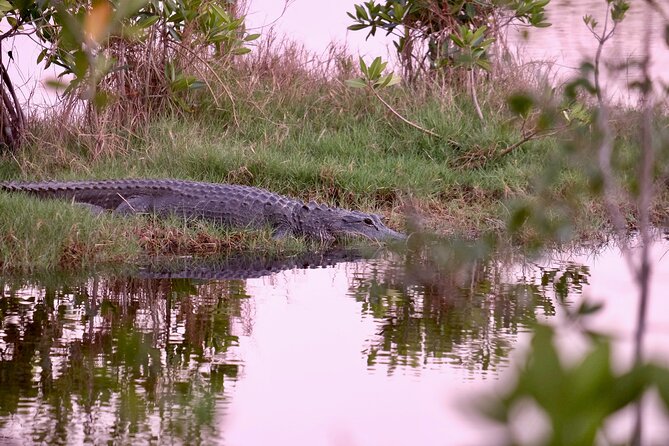 Miami / Port: Everglades Airboat Wildlife Experience - The Airboat Expedition: What the Ride Feels Like