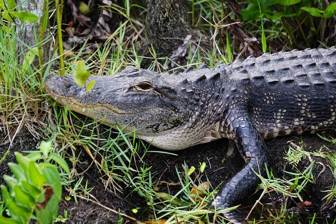 Miami / Port: Everglades Airboat Wildlife Experience - Practical Tips: Earplugs, Timing, and a Smooth Pickup