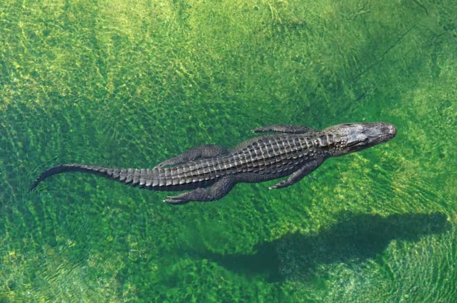 Miami: Small Group Tour w/Everglades, Little Havana & Cruise - Everglades Safari National Park: gator-spotting in the wetlands