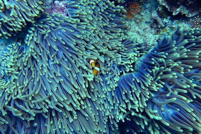 Miami: Snorkeling Adventure in Miami for Beginners Private Yacht - Your 2-Hour Game Plan on Biscayne Bay