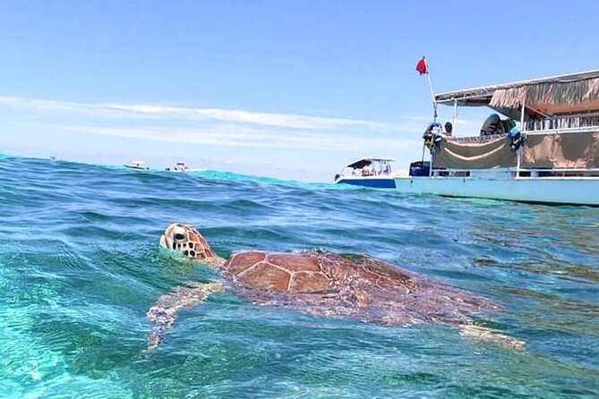 Miami: Snorkeling Experience - Timing, Weather, and the Reality of a Windy Day in Miami