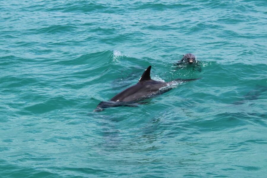 Miami to Key West Shuttle: Dolphin, Snorkeling & More - Glass-bottom boat vs jet ski: choosing your fun level