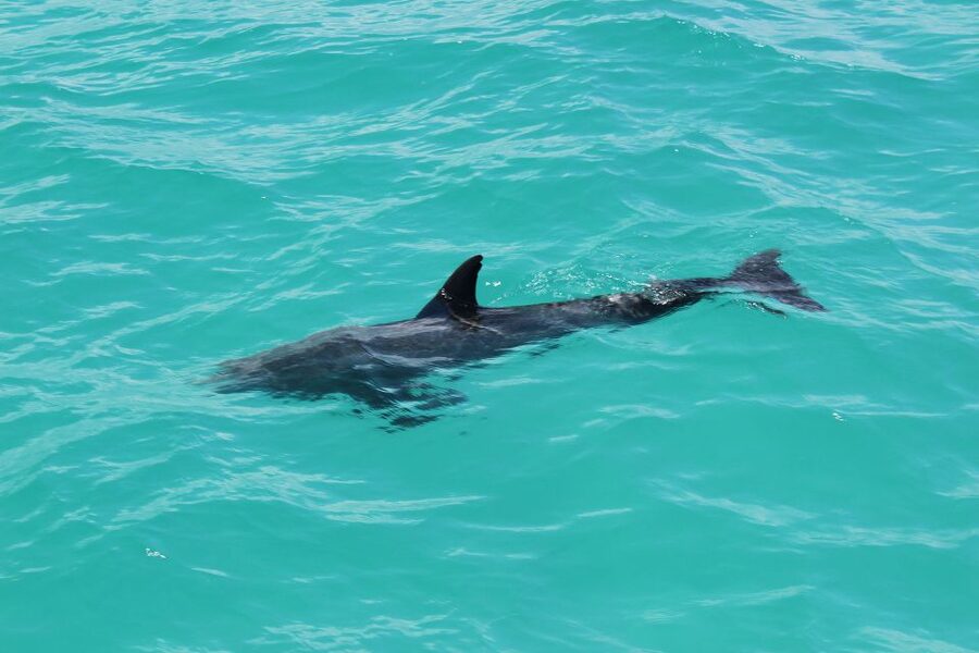 Miami to Key West Shuttle: Dolphin, Snorkeling & More - Should you book Big Dave Tours Miami to Key West shuttle?