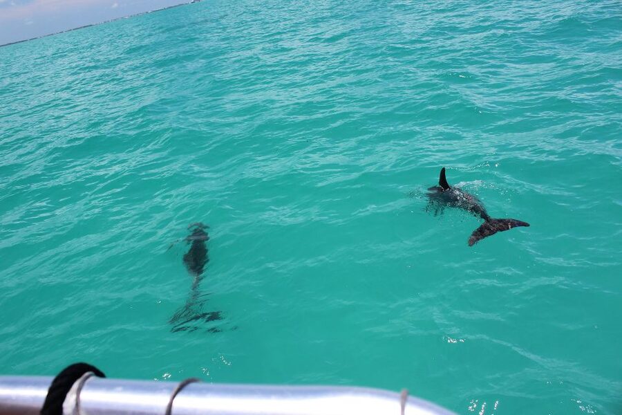 Miami to Key West Shuttle: Dolphin, Snorkeling & More - Pick your package: shuttle only, dolphins and snorkeling, glass-bottom boat, or jet ski
