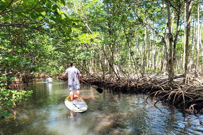 Nature Stand Up Paddle Boarding Experience in Miami - Paddling Miami’s mangroves, canals, and wildlife chances