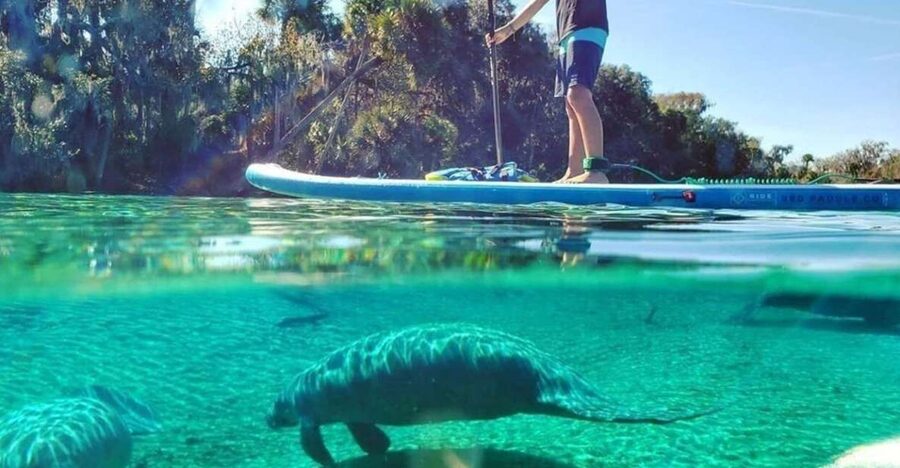 North Miami: Nature & Island Exploration on SUP/Kayak - North Miami Mangroves: A half-day that feels far from Miami