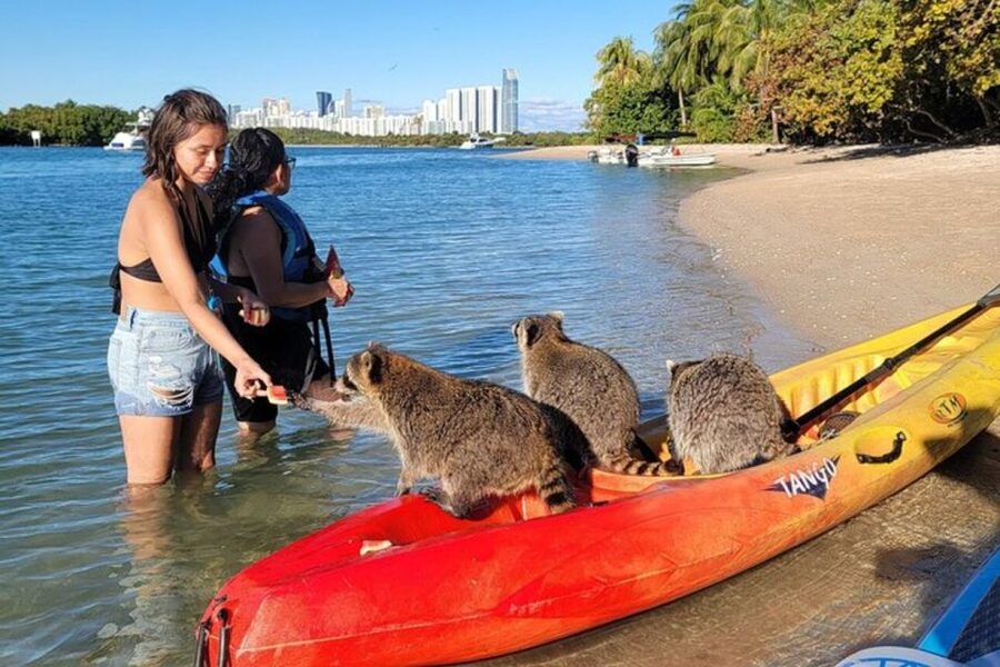 North Miami: Nature & Island Exploration on SUP/Kayak - The mangrove route in the Osprey Triangle: what you’ll see