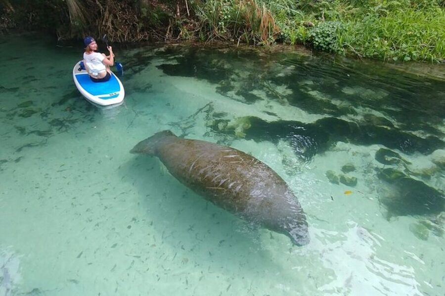 North Miami: Nature & Island Exploration on SUP/Kayak - The island break with fruit, cold drinks, and optional swimming