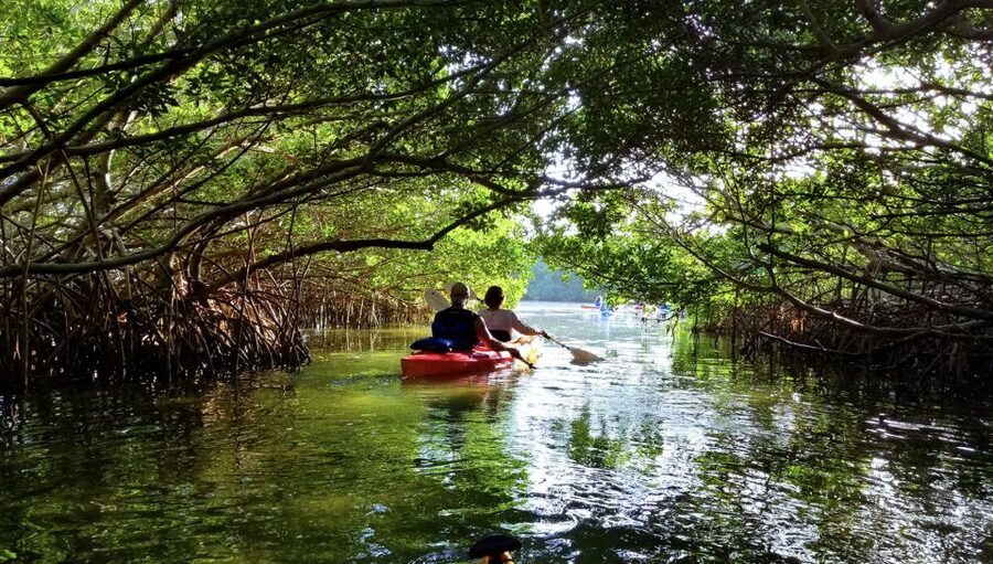 North Miami: Nature & Island Exploration on SUP/Kayak - Wildlife expectations: manatees and dolphins are possible, not scheduled
