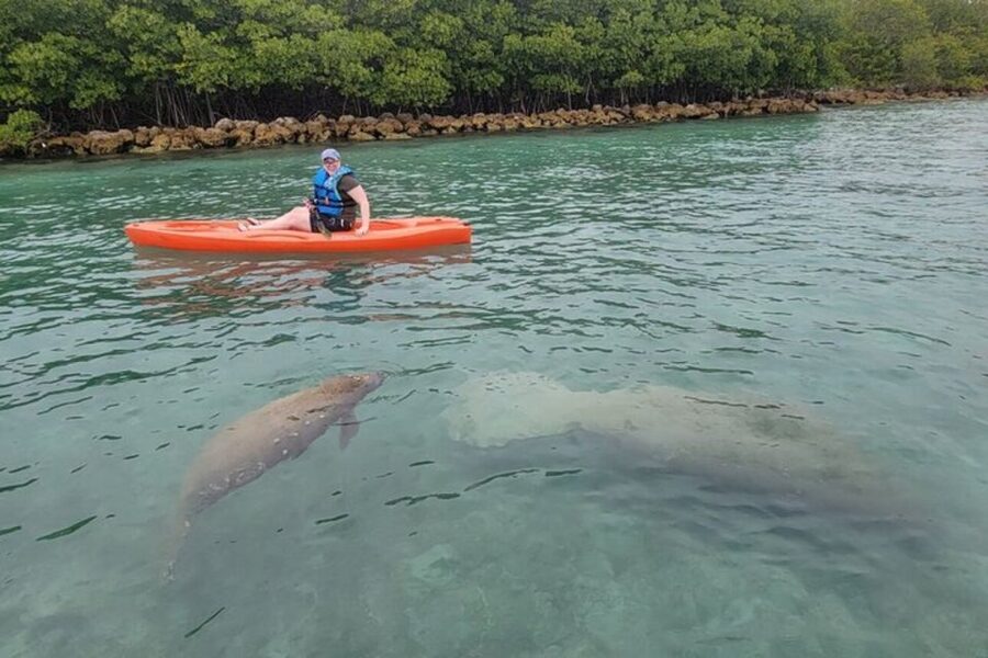 North Miami: Nature & Island Exploration on SUP/Kayak - Price and value: is $99 worth it for 4 hours?