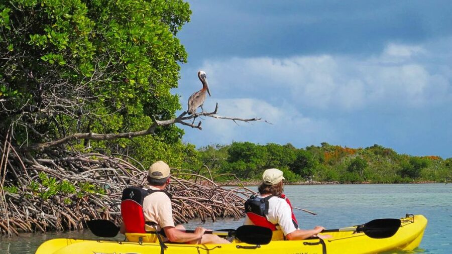 North Miami: Nature & Island Exploration on SUP/Kayak - SUP or kayak in North Miami: which one fits you