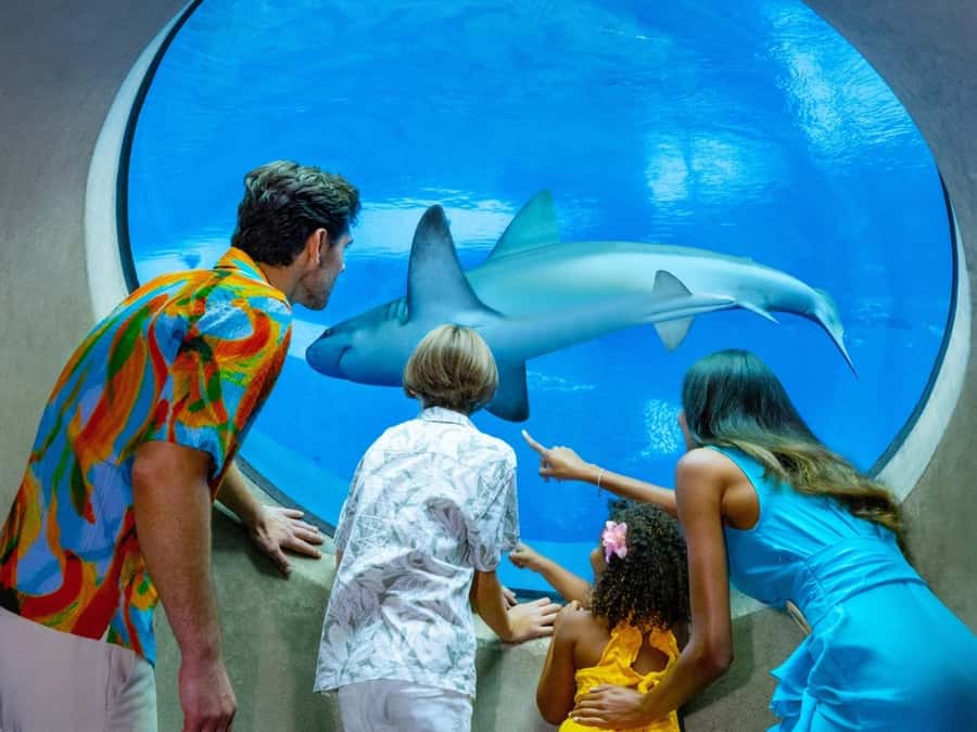 Passin Miami: 30+ Attractions, eSIM & 1-Way Airport Transfer - Everglades airboat plus wildlife stops, a good one-day anchor