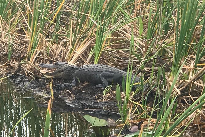 Private 2-Hour Airboat Tour of Miami Everglades - Quick hits: what stands out most