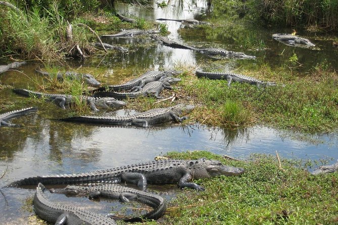 Private 4-hour Tour of Everglades from Miami Dade - The 3-hour park block: enough time to see the main vibe