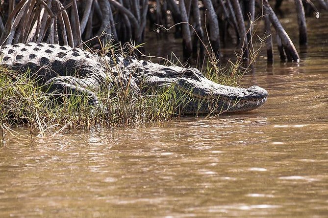 Private 4-hour Tour of Everglades from Miami Dade - Private transfers from Miami-Dade: comfort plus control