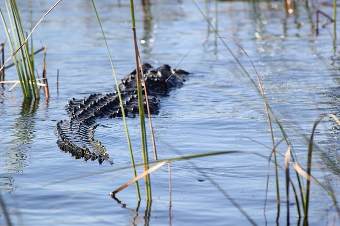 Private 4-hour Tour of Everglades from Miami Dade - What to do with the downtime on the park side
