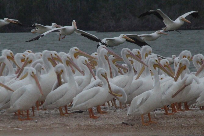 Private Everglades 10,000 Islands Photo and Birding Boat Safari - The Everglades stop: reaching flooded country and finding wildlife