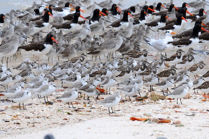 Private Everglades 10,000 Islands Photo and Birding Boat Safari - Photography and birding tips that fit this exact format
