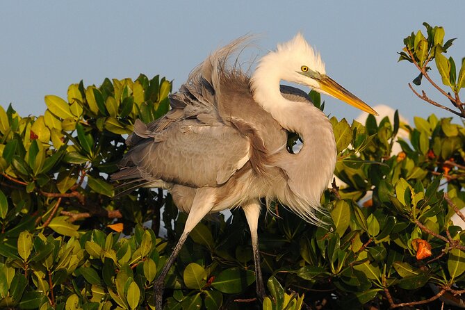 Private Everglades 10,000 Islands Photo and Birding Boat Safari - Who should book this safari, and who may not