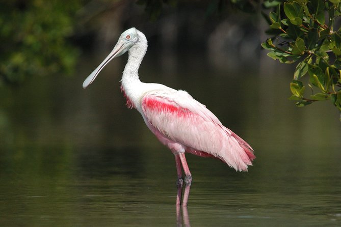 Private Everglades 10,000 Islands Photo and Birding Boat Safari - Timing is everything: how sunrise and sunset shape your results