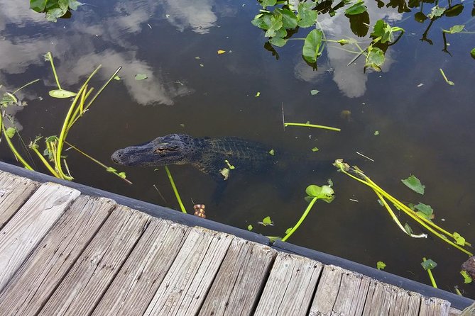 Private Everglades Airboat Tour with Pick up and Everglades Guide - Everglades stops: park time, islands, and animal show moments