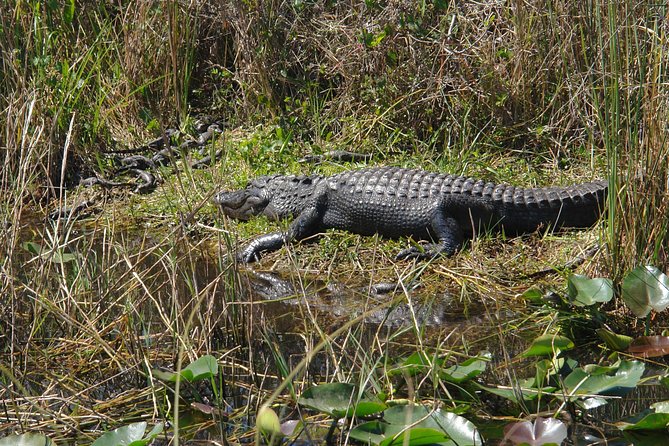 Private Everglades Airboat Tour with Pick up and Everglades Guide - Who this fits best, and who should rethink it