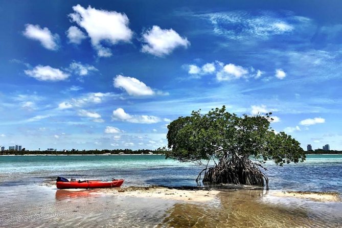 Private Guided Kayak or SUP Eco Adventure - Mangrove tunnels, manatees, and how the guide helps you spot wildlife
