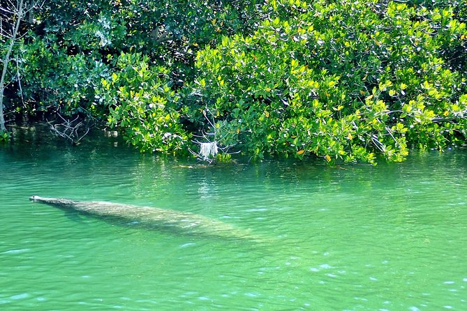 Private Guided Kayak or SUP Eco Adventure - Value for $99: what you’re really paying for