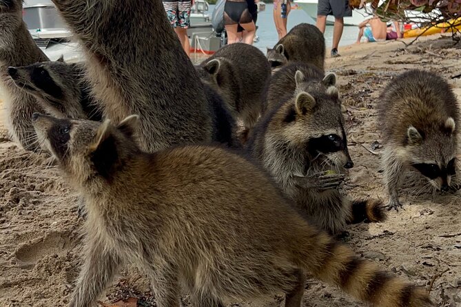 Raccoon Island Boat Tour - Indian Creek, Sanbar and Raccoons - Key points before you go