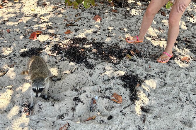 Raccoon Island Boat Tour - Indian Creek, Sanbar and Raccoons - Indian Creek to raccoons, why this tour feels different