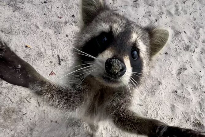 Raccoon Island Boat Tour - Indian Creek, Sanbar and Raccoons - Meeting point at 518 West Ave, and why timing matters