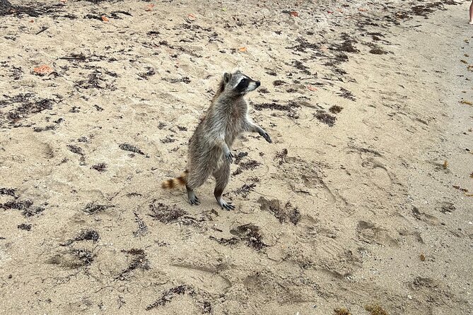 Raccoon Island Boat Tour - Indian Creek, Sanbar and Raccoons - Haulover Sandbar: crystal water and a natural break in the day