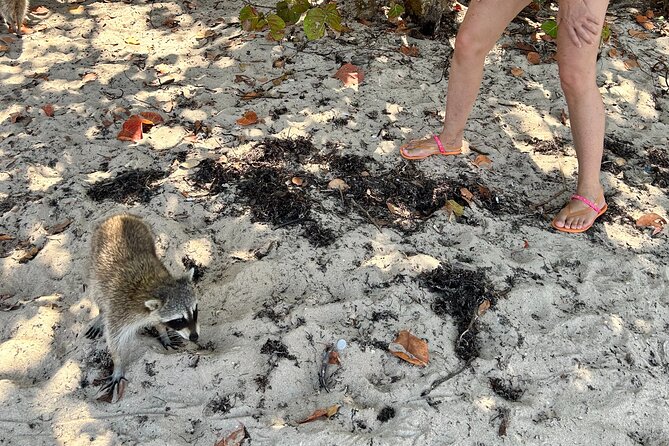 Raccoon Island Boat Tour - Indian Creek, Sanbar and Raccoons - Sandspur Island and the 55-minute raccoon walk