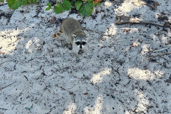 Raccoon Island Boat Tour - Indian Creek, Sanbar and Raccoons - Captains, communication, and the practical boat setup
