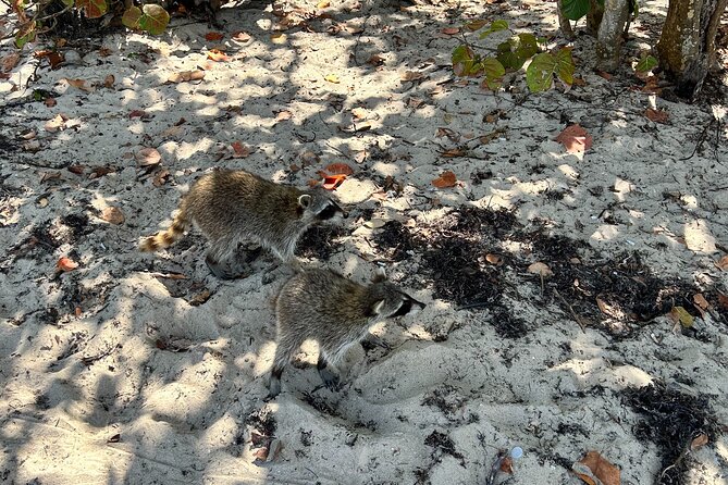 Raccoon Island Boat Tour - Indian Creek, Sanbar and Raccoons - Wildlife and expectations: fun, but follow the rules