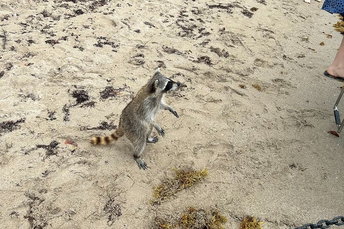 Raccoon Island Boat Tour - Indian Creek, Sanbar and Raccoons - Price and what you really get for $545