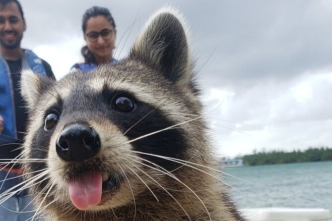 Raccoon Island Exploration on SUP/Kayak - The Sweet Spot: SUP and Kayak to Raccoon Island in North Miami