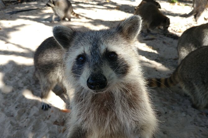 Raccoon Island Exploration on SUP/Kayak - The Treat Strategy: Fruit, Feeding, and Why You Should Bring the Right Snacks