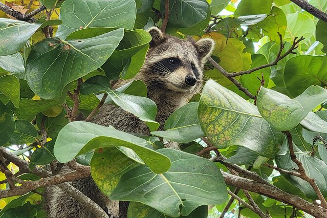Raccoon Island Exploration on SUP/Kayak - Swimming, Snorkeling, and Exploring: More Than One Activity on the Island