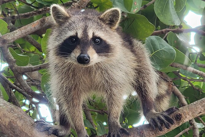 Raccoon Island: Exploration on SUP/Kayak - Bill Bird Marina meet-up: where to stand and what to look for