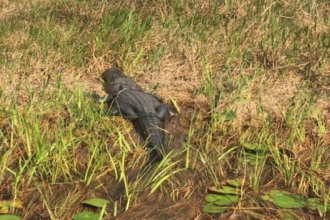 Semi-Private 1-Hour Airboat Tour of Miami Everglades - Key highlights worth knowing before you go