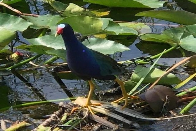 Semi-Private 1-Hour Airboat Tour of Miami Everglades - Wildlife spotting on the “river of grass”: your best odds in a short window