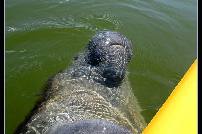 Small Group Boat, Kayak and Walking Guided Eco Tour Everglades - Key highlights worth getting excited about