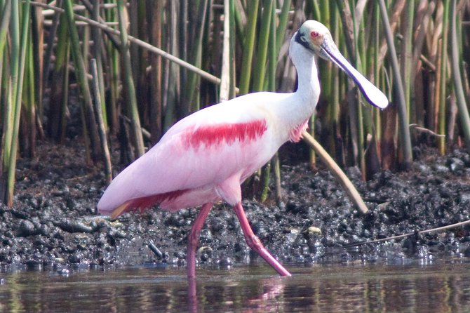 Small Group Boat, Kayak and Walking Guided Eco Tour Everglades - Kayak time near mangroves, with real instruction