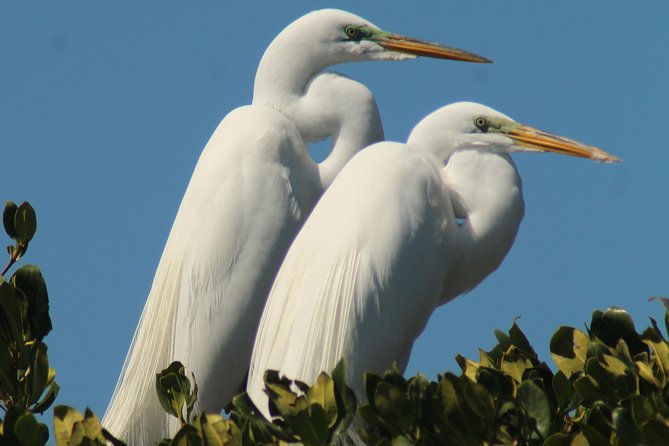 Small Group Boat, Kayak and Walking Guided Eco Tour Everglades - Price and value at about $199.95 per person