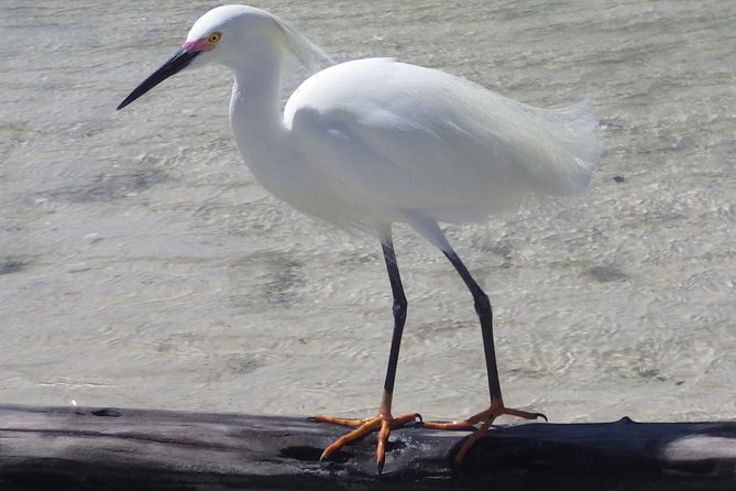 Small Group Boat, Kayak and Walking Guided Eco Tour Everglades - Who should book this, and who might feel mismatched