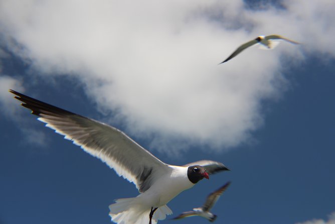 Small-group private Key West tour with expert guide - Arriving in Key West: Getting Oriented Without Guesswork